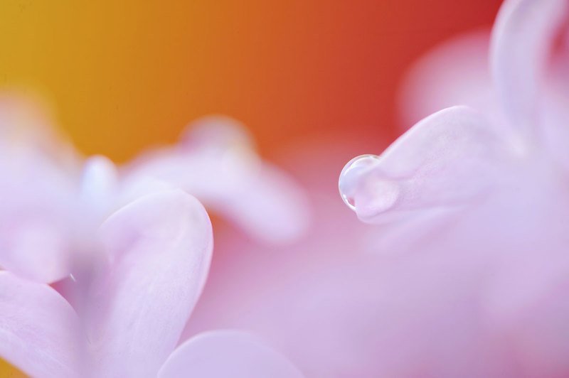 макро, цветы ***photo preview