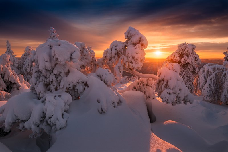 ёлки, закат, зима, снег, солнце В стране снежных чудищphoto preview