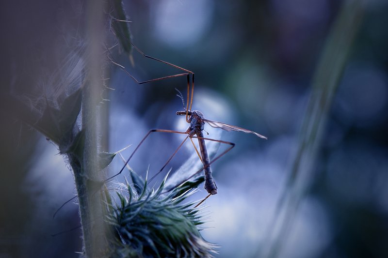 macro, nature, природа, nikon, жизнь, жить, macrophotography, жизнь насекомых, чувствовать, сопричастность \'В тишине ночного леса\'photo preview