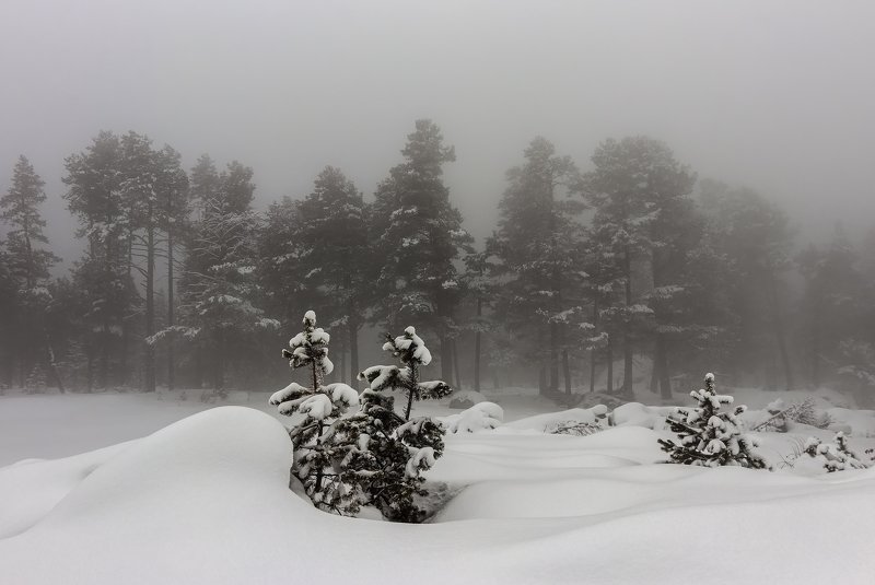 горы, эльбрус,кавказ,туман small Christmas trees...photo preview