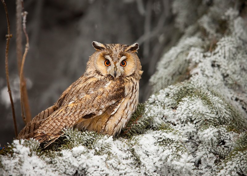 Ушастая соваphoto preview