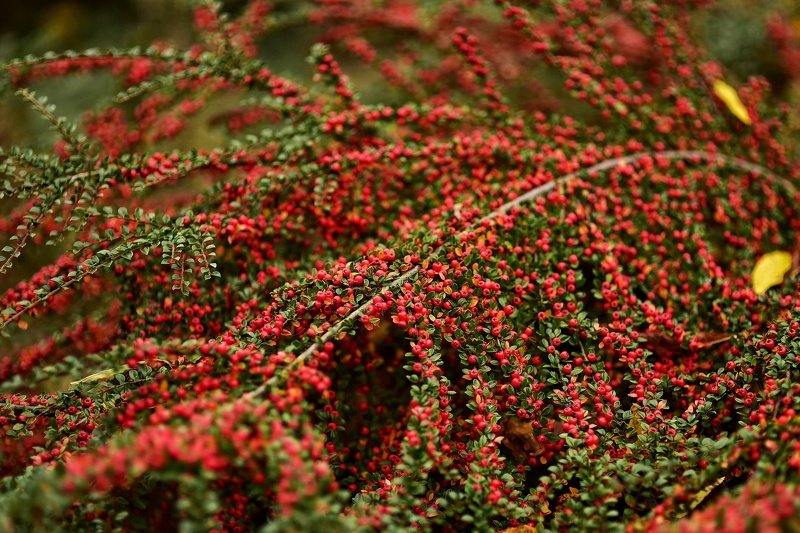 Ветка фото превью