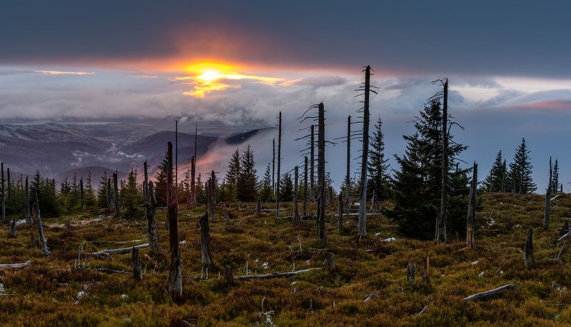 dead forestphoto preview