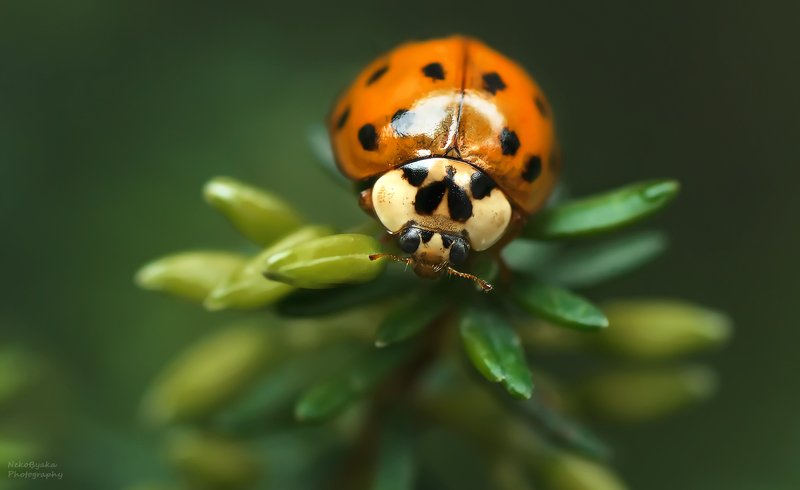 макро, природа, насекомые, божья коровка, зеленый, боке, macro, nature, insects, ladybug, green, bokeh, ***photo preview