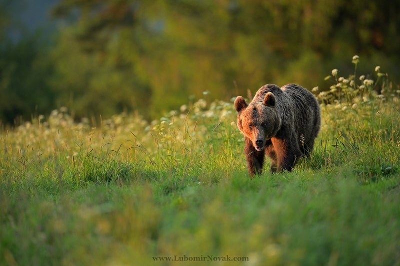 wildlife, bear, sunset, nature, ursus arctos Summer memoriesphoto preview