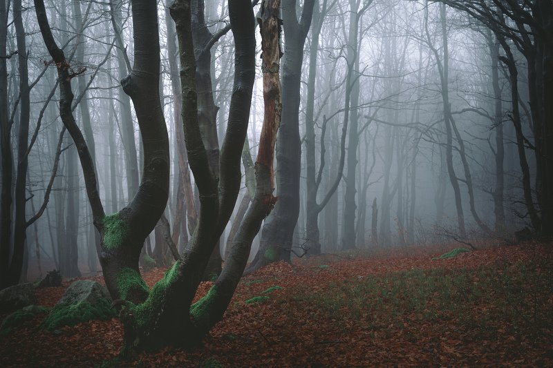 majestic, forest, autumn, fog, trees, rain, nikon, mountains Foggy forestphoto preview