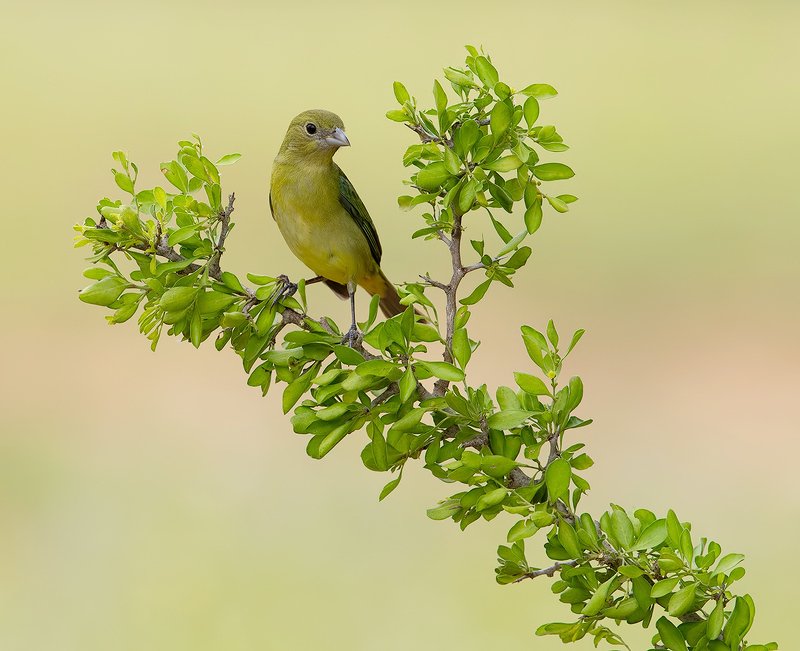 расписной овсянковый кардинал, painted bunting, кардинал Female.Painted bunting .Cамка. Расписной овсянковый кардиналphoto preview