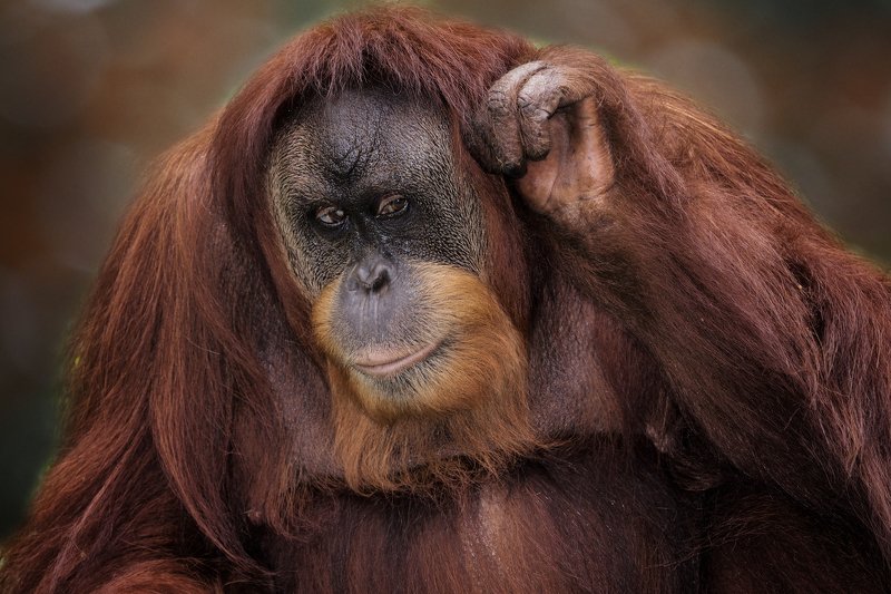 #borneoorangutan #primate I can not hear You !!photo preview