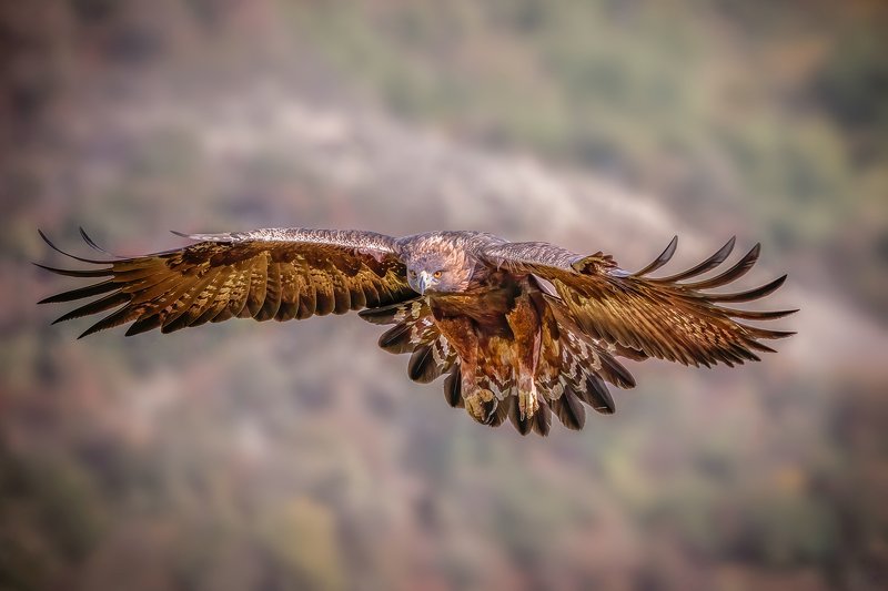 Golden eagle (Aquila chrysaetos)...photo preview