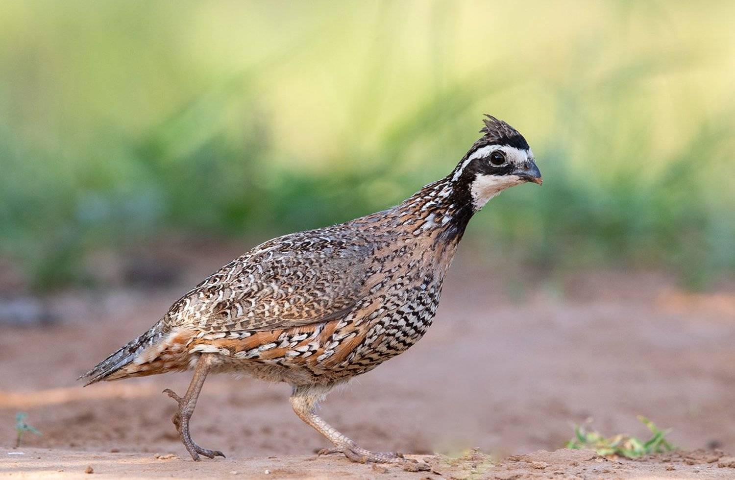 northern bobwhite, виргинская американская куропатка, американская куропатка,техас, Elizabeth Etkind
