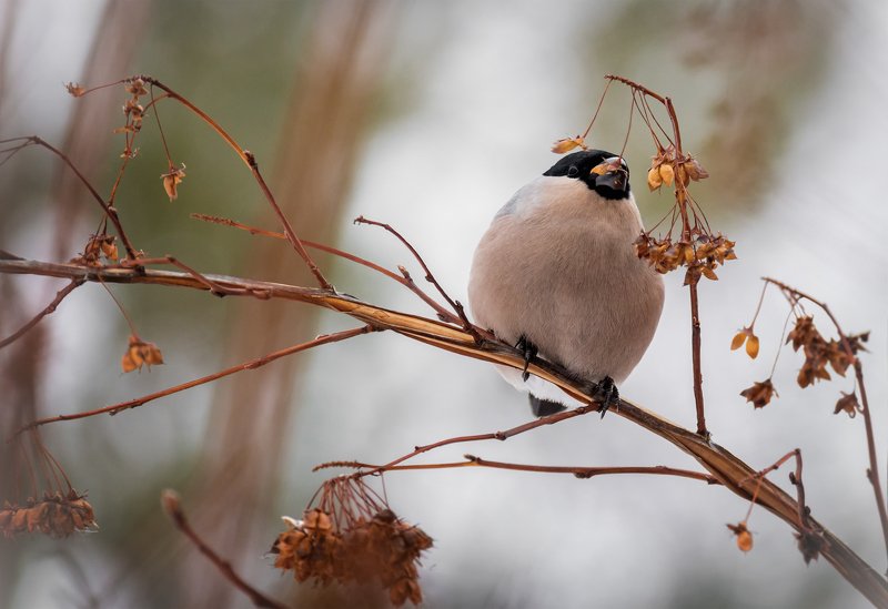Самка снегиря.. фото превью
