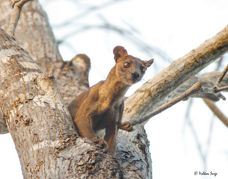 мадагаскар, живая природа, фосса, Cryptoprocta ferox, fossa, Eupleridae, madagascar, фотоохота, wildlife Гроза Мадагаскараphoto preview
