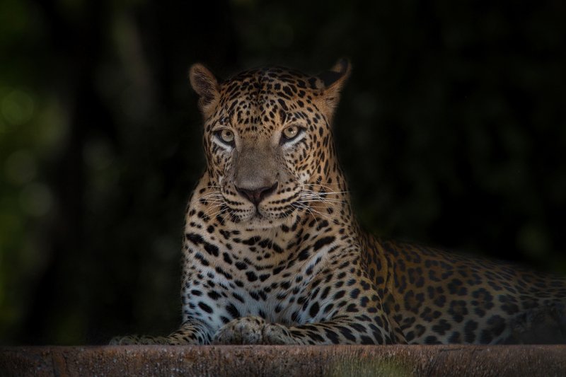 #leopard #macantutul #panthera tigris Observedphoto preview