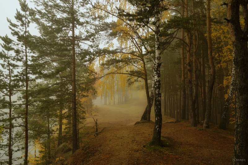 пейзаж,туман,октябрь,лес Утро в лесуphoto preview