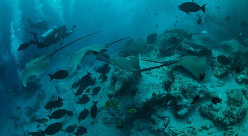 Alimathaa фото превью