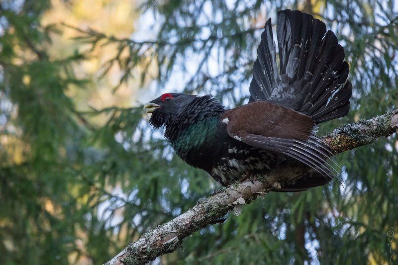 глухарь, глухариный ток глухарь икс. начало.photo preview