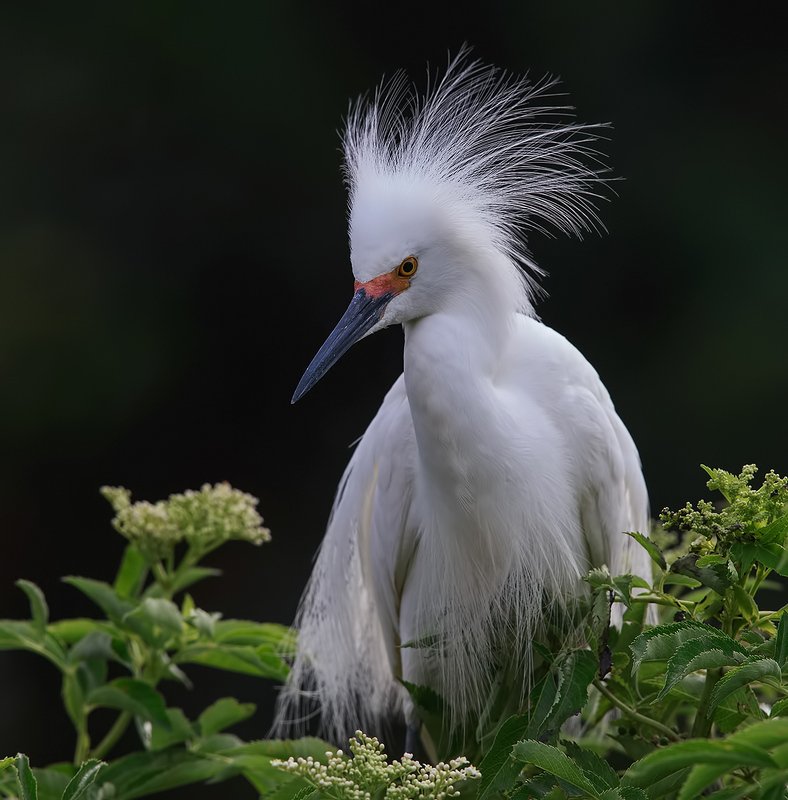 florida, heron, snowy egret, американская белая цапля, флорида, цапля Happy New Year! Американская белая цапля - Snowy Egret.photo preview