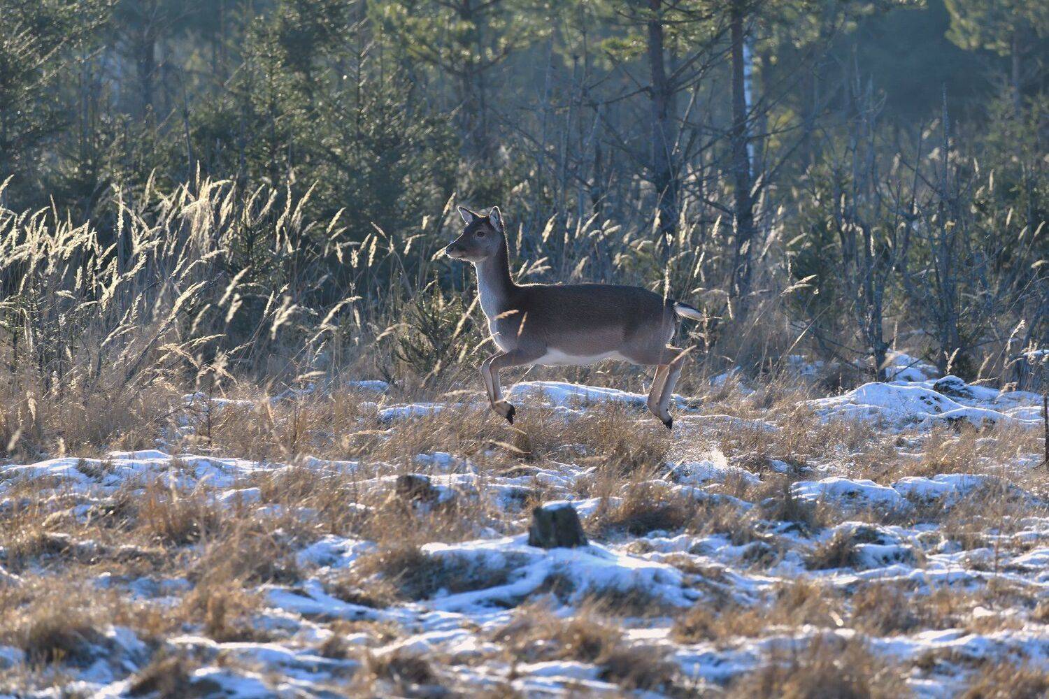***. Автор: Виталий Полуэктов лес,животные,лань,бегущая, Виталий Полуэктов