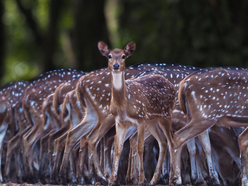 #rusatutul #Axiaxis Antimainstreamphoto preview