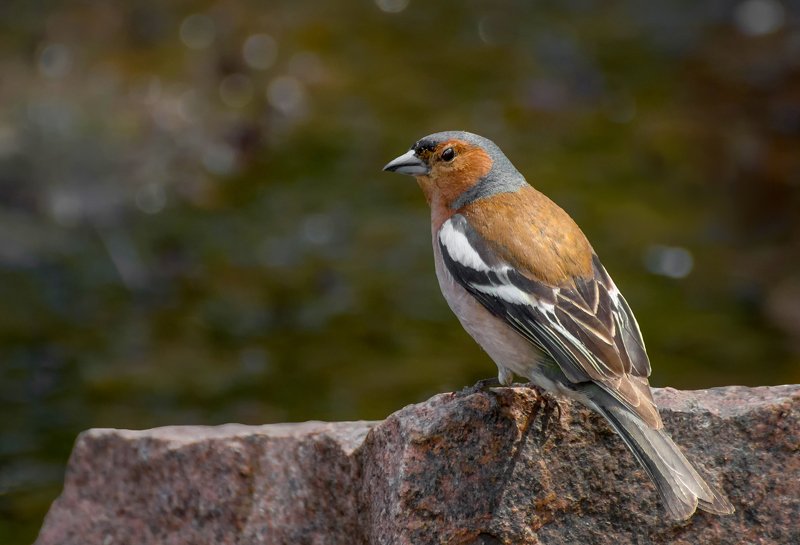 птица, зяблик, самкц, водные процедуры, Зяблик (самец) .. водные процедуры..photo preview