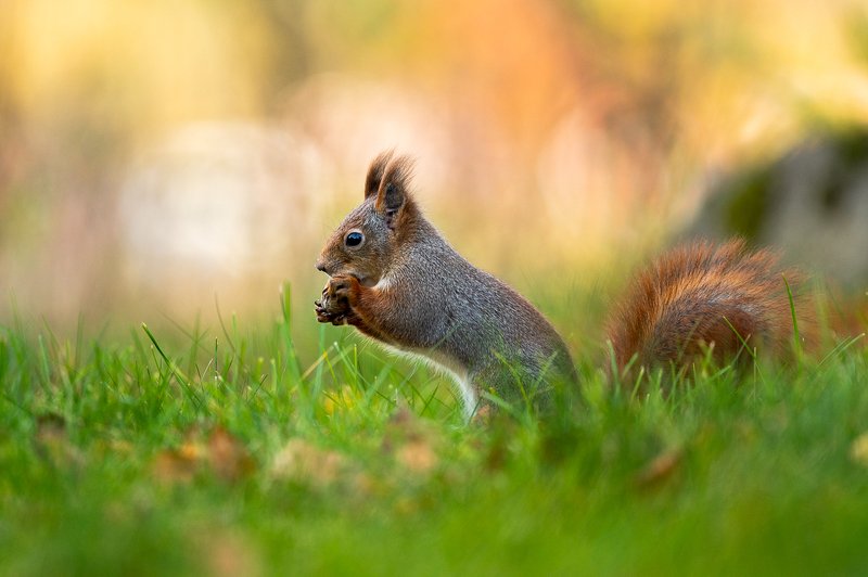 Squirrelphoto preview