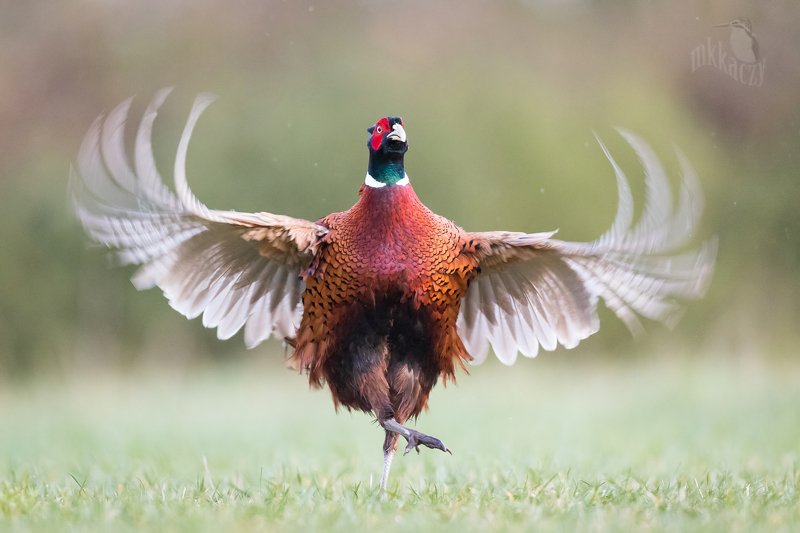 the bravest pheasantphoto preview