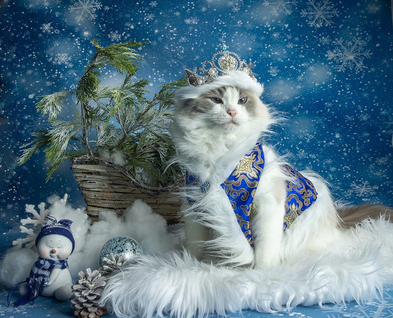 матильда, новый год, праздник, рэгдолл, сat, кошка, животные, кошки, ragdoll cat, ragdoll Матильда. Снегурочку - вызывали?photo preview