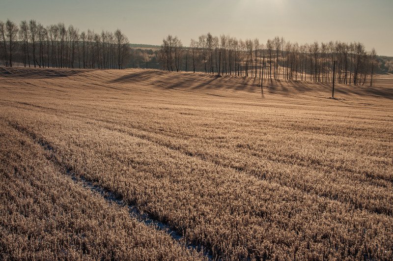 поле, поля, утро, зима, мороз, снег, рассвет Замёрзшие поля. Мороз -18photo preview
