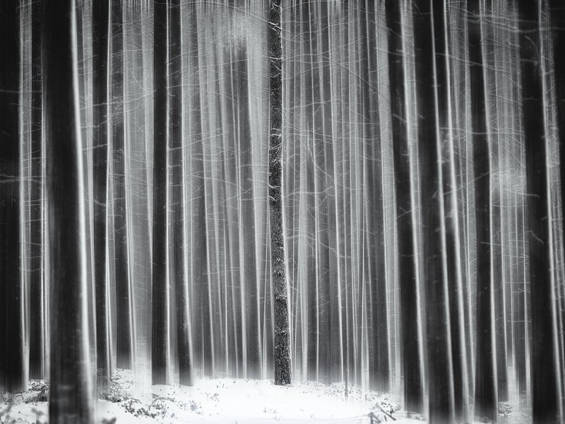 сосновый бор, чб, блюр Штрих-кодphoto preview