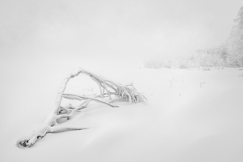 ветка, минимализм, пейзаж, природа, чб, черно-белое, белый, светлый, зима, мороз, холод, лед, река, туман, иней, снег, город, красноярск, остров, отдыха, енисей, сибирь Белая стынь январяphoto preview