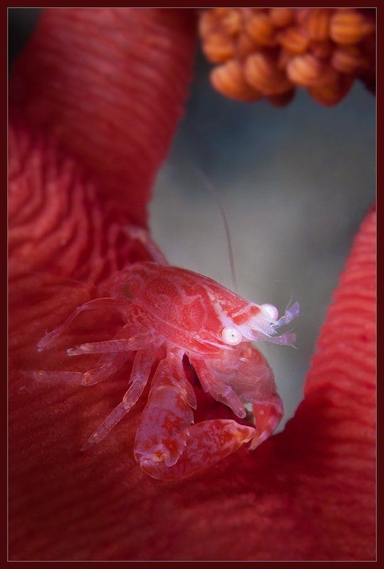 Из жизни крабов..photo preview