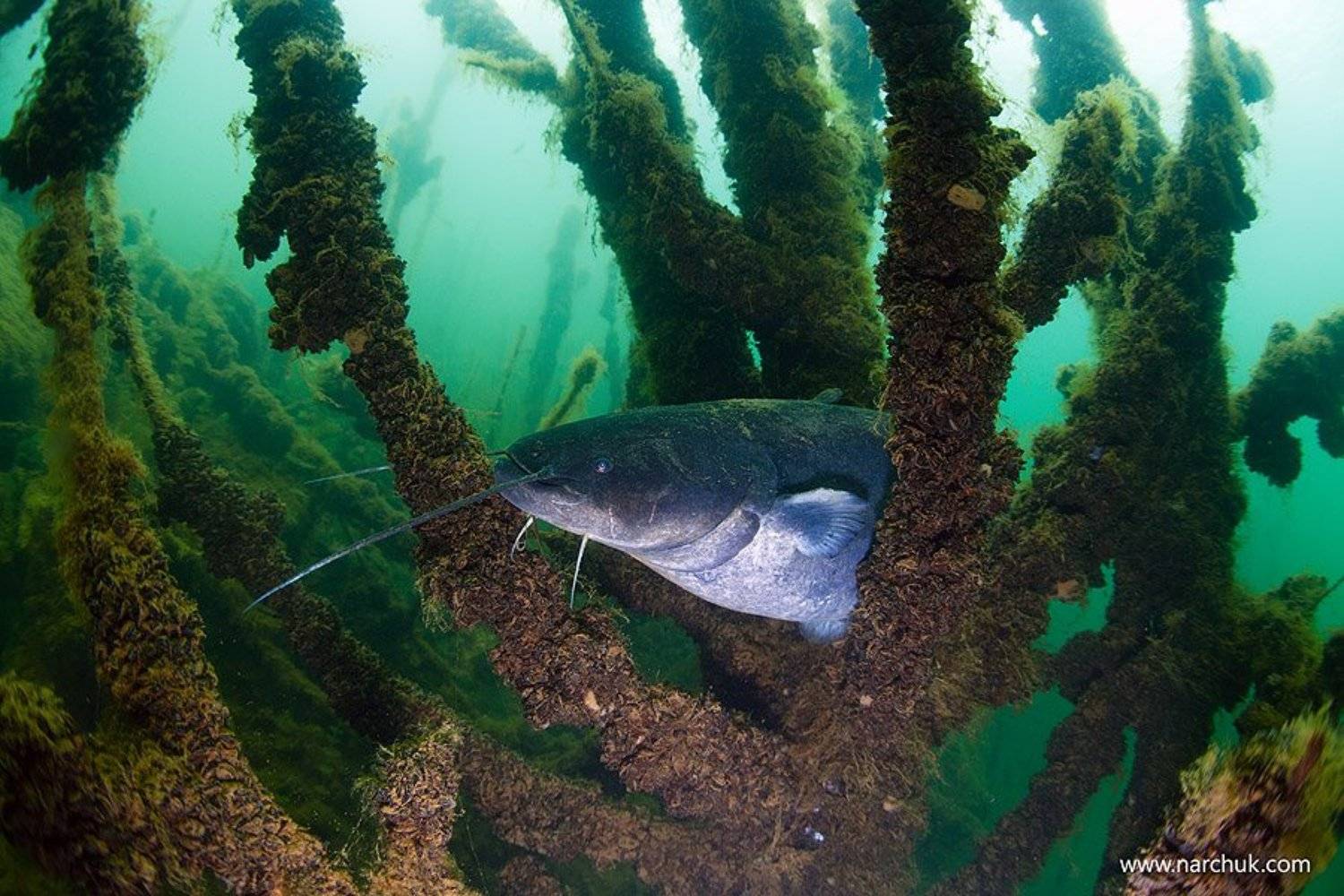 , Нарчук Андрей