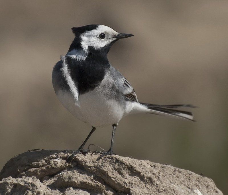 Модная причёска.photo preview