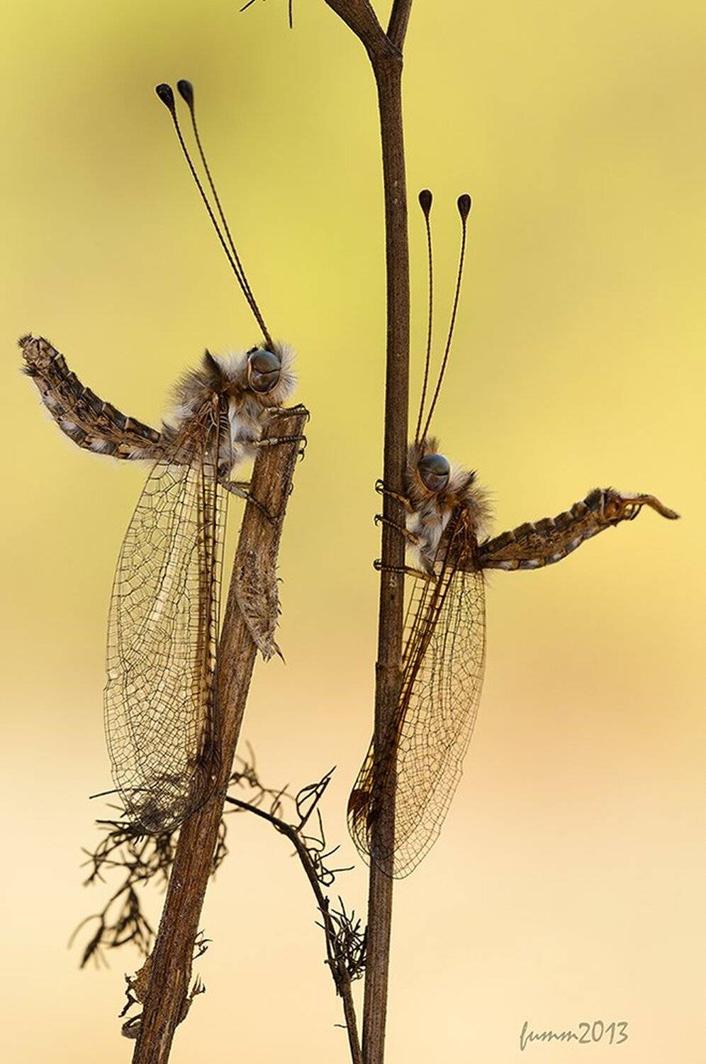 , Игорь ФУММ