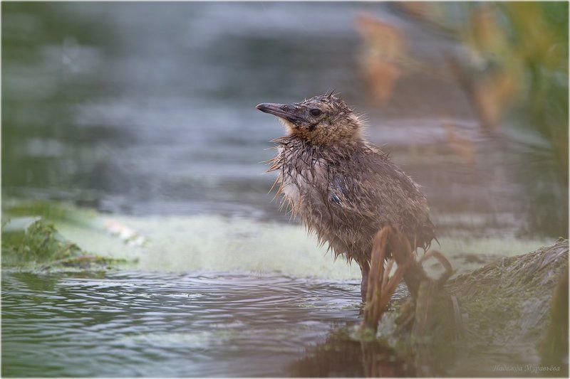 Larus Ridibundus озёрная чайка д Непогодаphoto preview