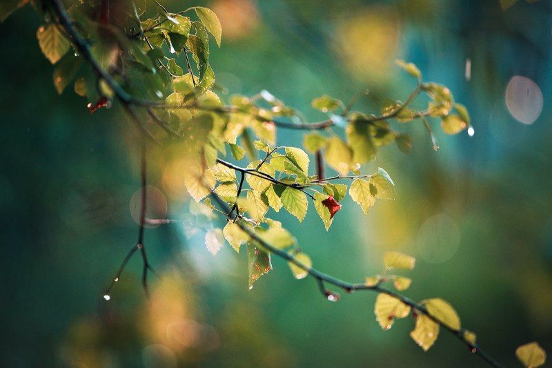 листья фото превью