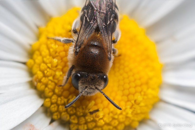 Oppositionphoto preview