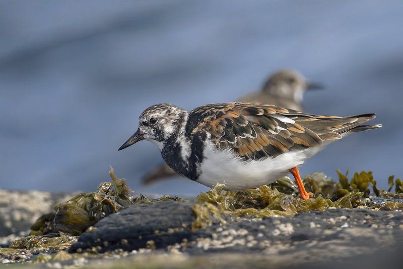 Kамнешарка (Arenaria interpres)photo preview