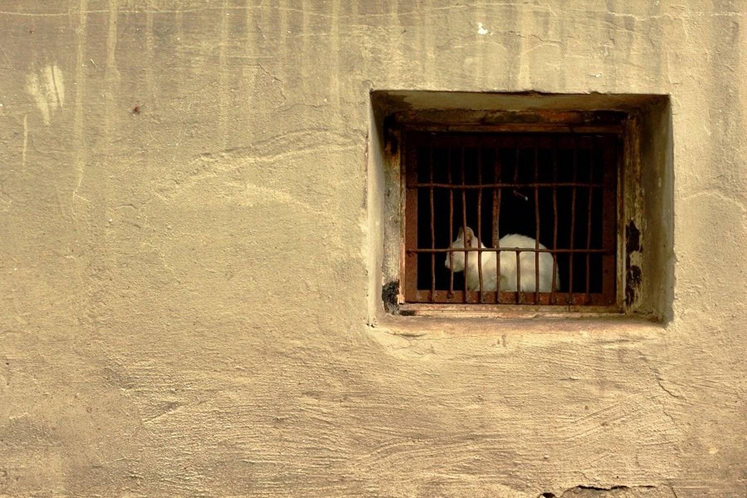 , Сюзанна Шевченко