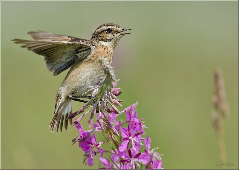 птицы, природа, луговой чекан, лето, saxicola rubetra Чеканыphoto preview