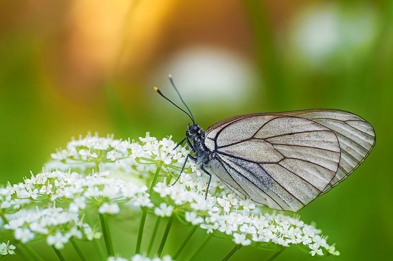 боярышница, aporia, crataegi, l Боярышница Aporia crataegi Lphoto preview