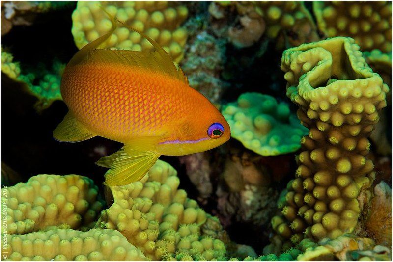 - Чего тебе надобно, старче?..photo preview