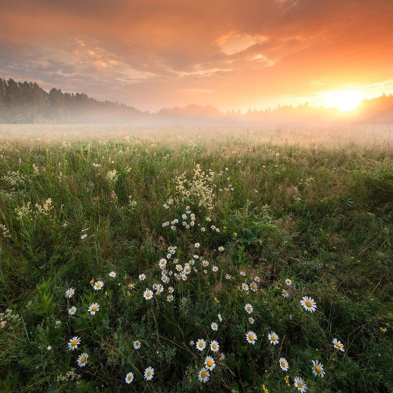 Рассвет с ромашкамиphoto preview