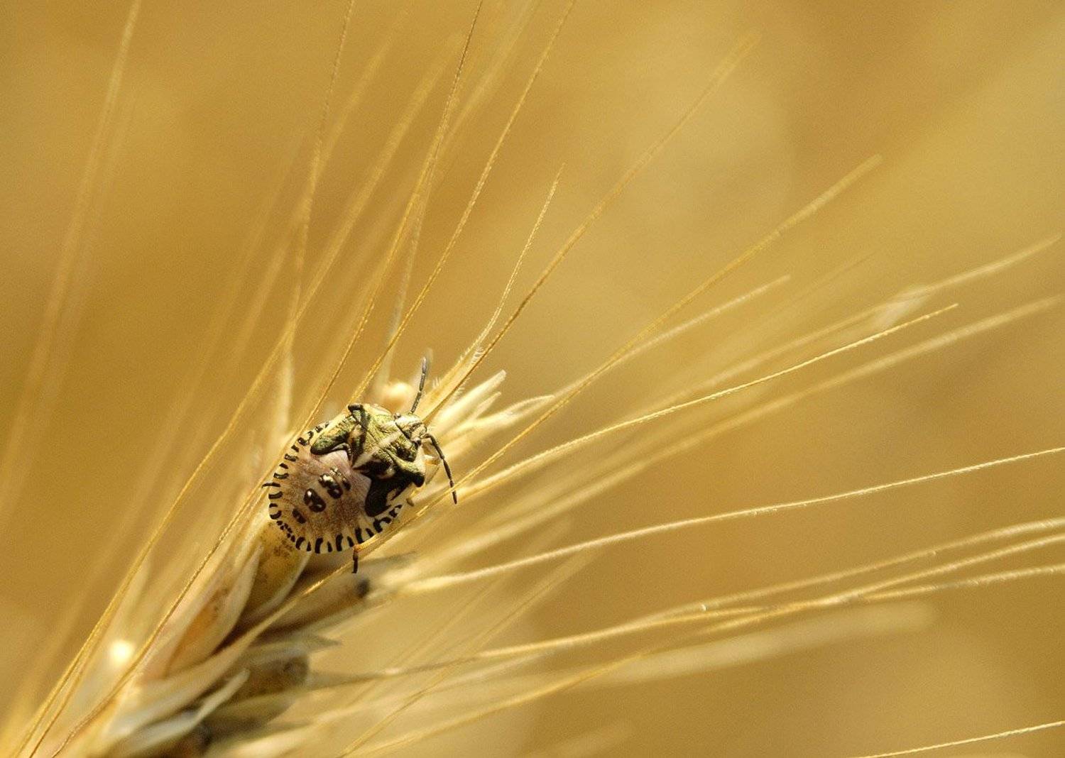 Виды на урожай. Автор: Александр , Александр