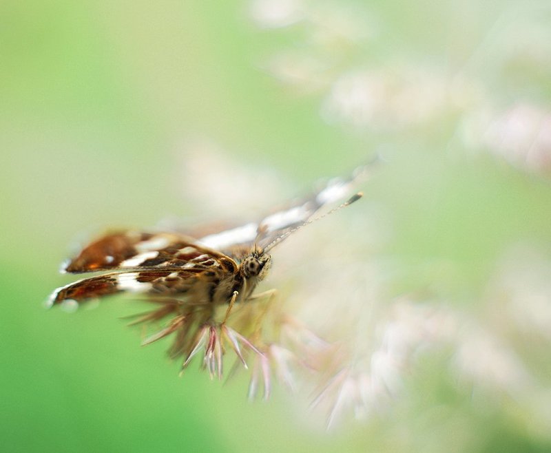 nikon 1j1, wollensak cine raptar 25/1.5, бабочка, макро ***photo preview