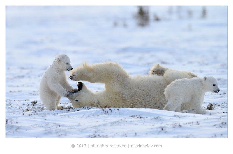 Мама, а почему у тебя такие большие зубы?photo preview