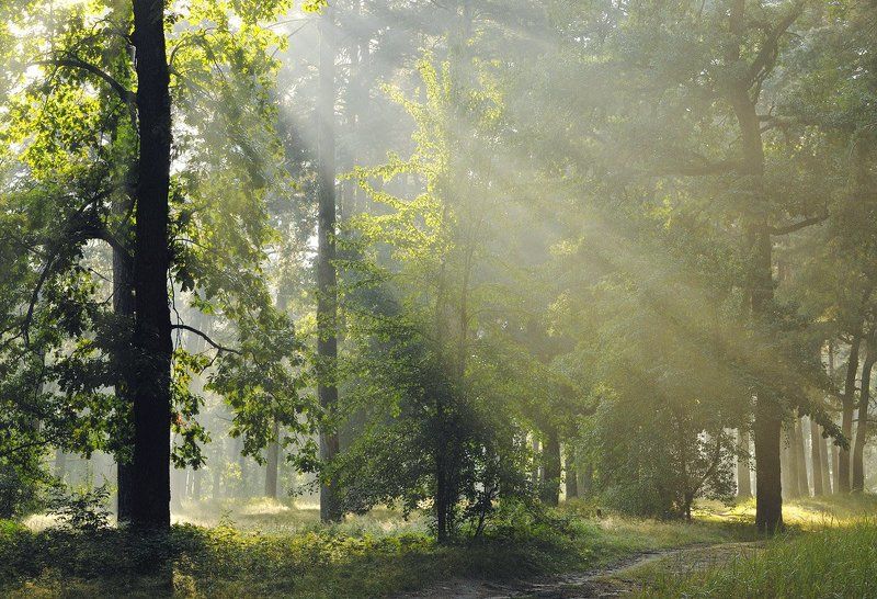 По утреннему лесуphoto preview