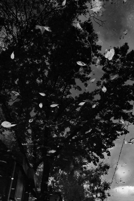 Листопадphoto preview