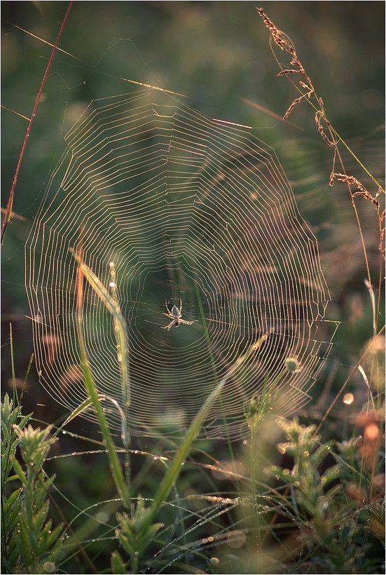 Автор: Николай Шахманцир , Николай Шахманцир