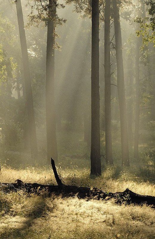 Заготовка Буратиноphoto preview